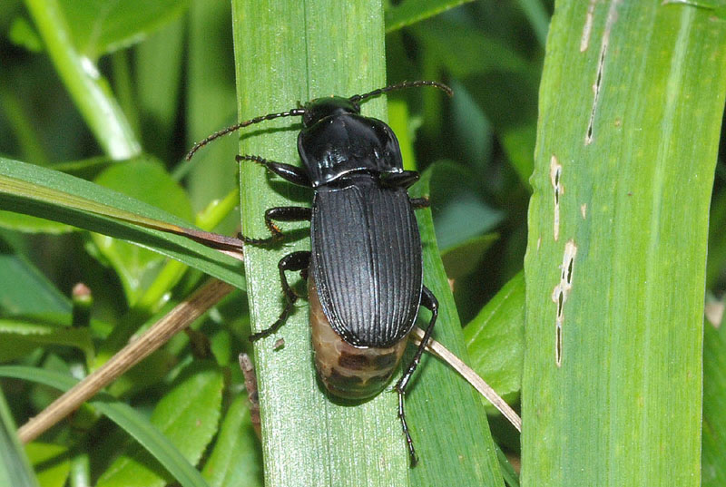 Abax cfr parallelepipedus curtulus